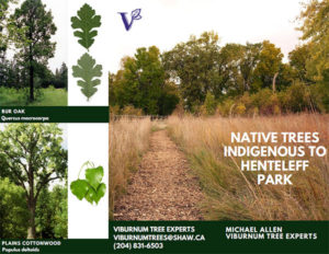 Native Trees Indigenous to Henteleff Park