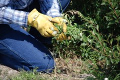 pulling-weeds-1