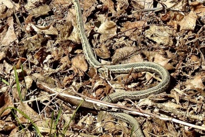 Wildlife: A Sanctuary in Motion