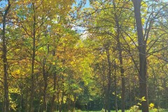 Ash-trees-Ashcroft