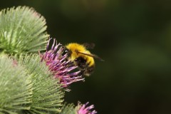 Bridget-White-Thistle-Bee-1