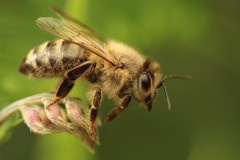 Bridget-White-honeybee