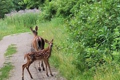 Doe-Fawn-2