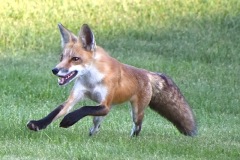 Fox-1-Wade-Munro