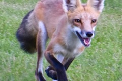Fox-2-Wade-Munro