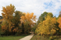 HP-trees-fall-ML