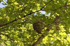 Wasp-nest
