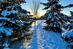 Wes-Braun-winter-dusk-spruces