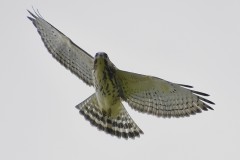 broad-wing-hawk-2-wade-munro