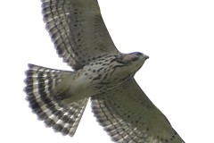 broadwing-hawk-1-wade-munro
