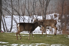 bucks-fighting-1-wade-munro