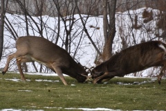 bucks-fighting-4-wade-munro