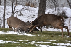 bucks-fighting-6-wade-munro