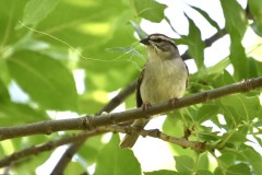 chipping-sparrow-wade-munro