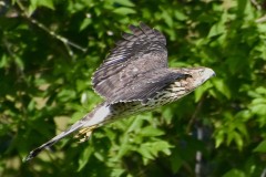 coopers-hawk-1-wade-munro