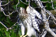 coopers-hawk-2-wade-munro