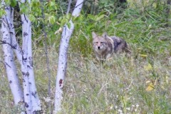 coyote-Wes-Braun