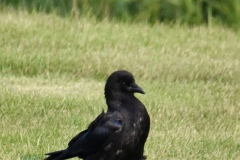 crow-8-wade-munro
