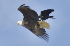 crow-eagle-wade-munro-1