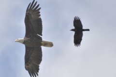 crow-eagle-wade-munro-2
