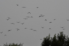 crow-gathering-wade-munro