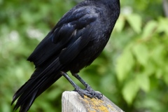 crow-wade-munro-4