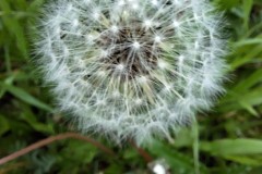 dandelion