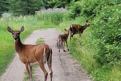 deer-group-Ashcroft