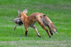 fox-4-wade-munro