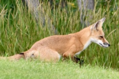 fox-6-wade-munro