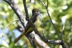 great-crested-flycatcher-wade-munro