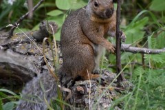 grey-squirrel-wade-munro
