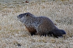 groundhog-1-WM