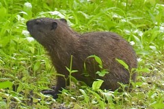 groundhog-3-WM