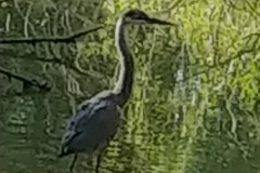 heron-2