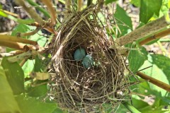 nest