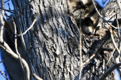 raccoon-wade-munro