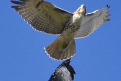 raven-red-tail-hawk-wade-m-1