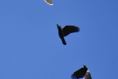 ravens-red-tailed-hawk-wade-m2