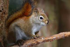 red-squirrel-3