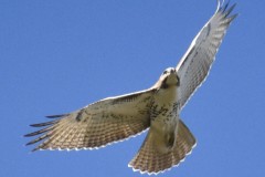 red-tailed-hawk-wade-m-1