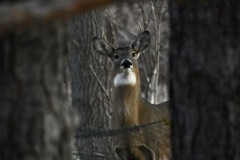 whitetail-buck-Wade-Munro